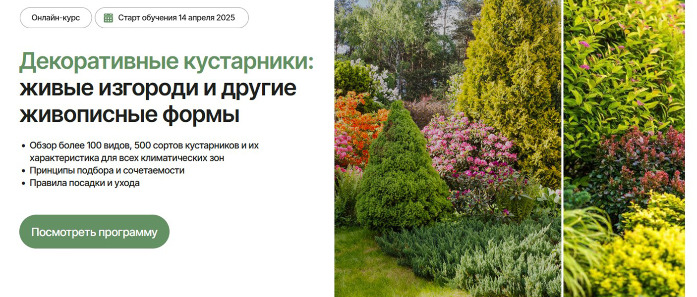 [Елена Савич] Декоративные кустарники_ живые изгор_0.jpg